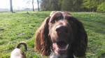 Floris 